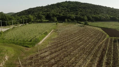 beautiful aerial drone shot of vineyard fields