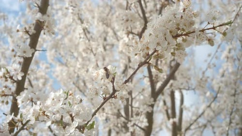 Abelhas polinizando flores de damasco na primavera