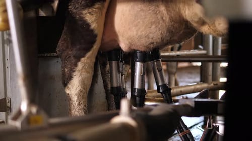 Robot manipulateur automatique pour traire des vaches dans une ferme laitière