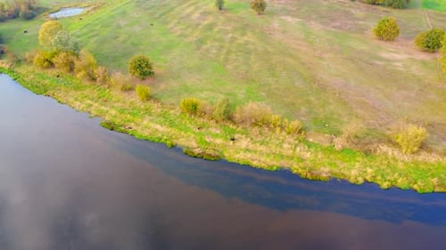Cows on the riverbank, aerial view