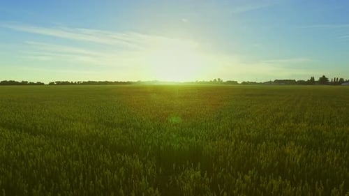 Happy young woman enjoys freedom walking in beautiful green wheat field landscape