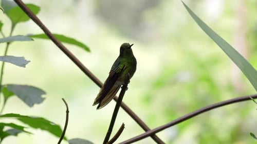 An iridescent hummingbird perches on top of a branch in a forest in Ecuador, South America.