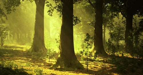 Bright Sunlight Filters Through Trees in a Lush Vibrant Forest