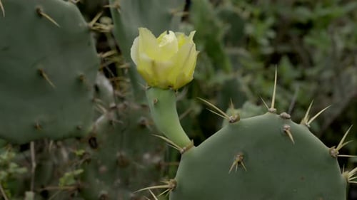 Planta y flor de cactus Opuntia