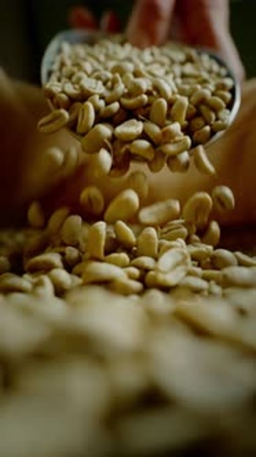 Male Hands Picking Fresh Raw Coffee Beans From a Bag at Coffee Production Concept for Making Hot