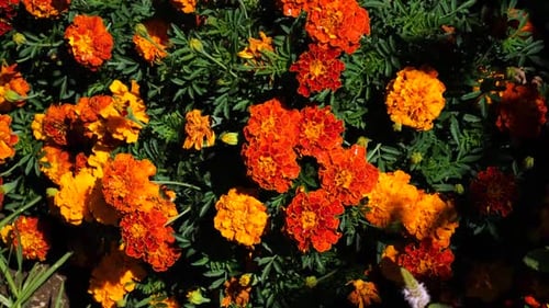 Wildflowers in the wind on a field.