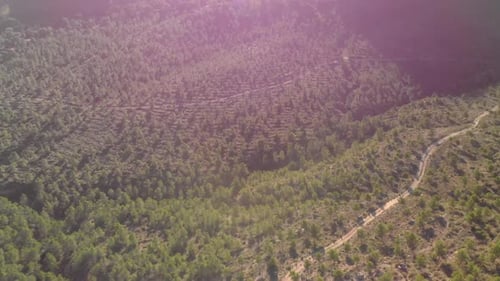 Stunning Aerial View of Sunlit Forest Ridges and Winding Paths