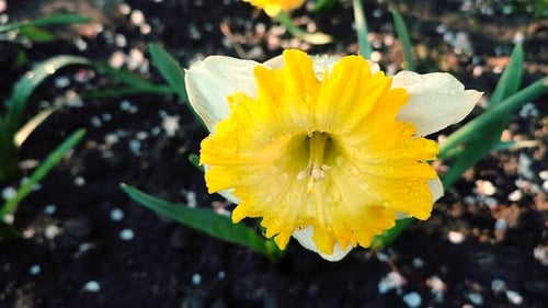 Una gran flor amarilla de narciso, pétalos grandes y estambres que crecen en tierra negra