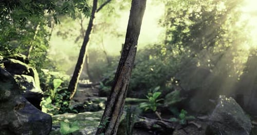 Sunlight Filters Through Trees in a Lush Forest Pathway