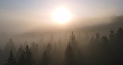 Foggy Sunrise Over Dense Forest Concept of Fog in the Forest