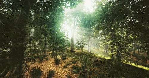 Lumière majestueuse de la forêt filtrant à travers une végétation dense à l'aube