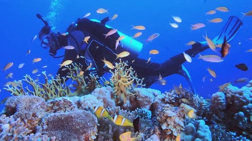 Colourful Coral Reef and Diver