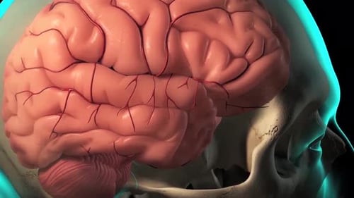 3D Animated Human Brain Anatomy with Blood Vessels and Skull