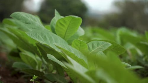 Static close Up Shot Of Tobacco Leaf Blowing in the Wind in Vinales Cuba, From Shadow to Sun
