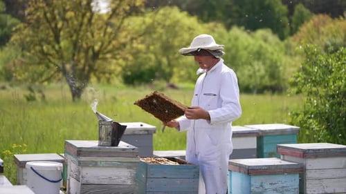 Beekeeper Inspecting Honeycomb Frame at Rural Apiary
