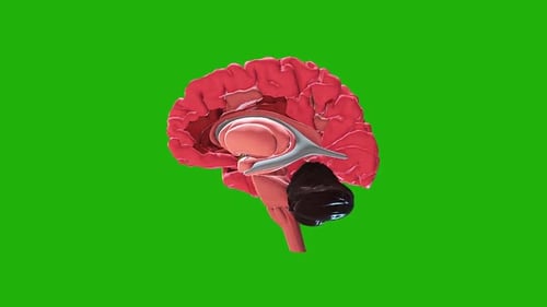 3D Human Brain Render on Green Background