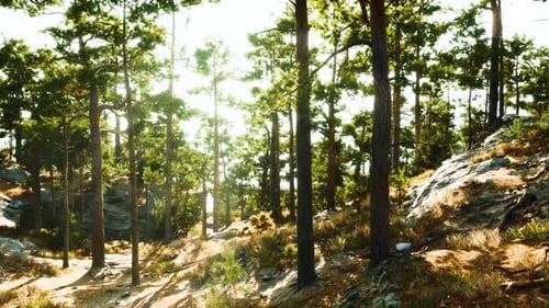 A Serene Forest Landscape with Sunlit Trees and Rocky Terrain in Summer