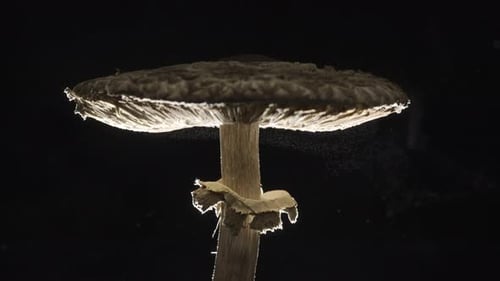 Single Mushroom Spore Release Against Black Background