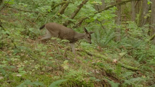 Deer wandering through the forest.