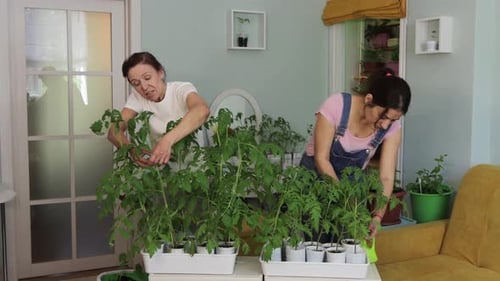 Cultivo de plántulas en casa.