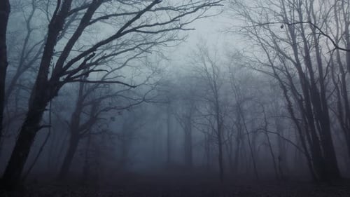 Spooky view of fog forest showing naked trees and branches. Silhouette.