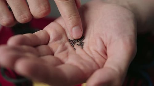 Hand Holding Seeds for Planting Indoors