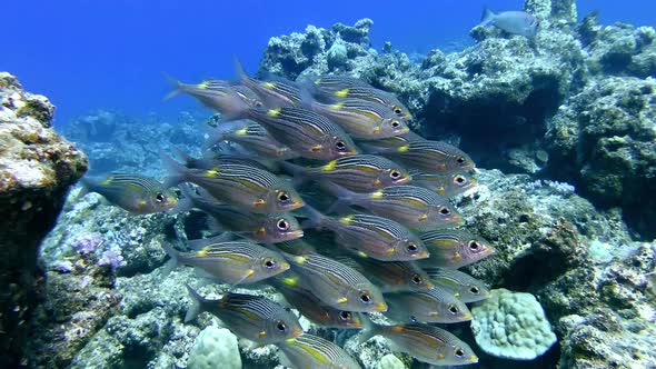 Small Fish Moving Above Coral Reefs in Mauritius Clear Tropical Sea ...