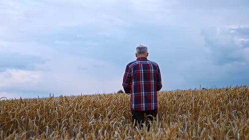 Senior man stands among the ripe ears of wheat in the field. Farmer picks few dry spikelets.