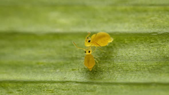Adorable springtails giving affection to each other after mating ...