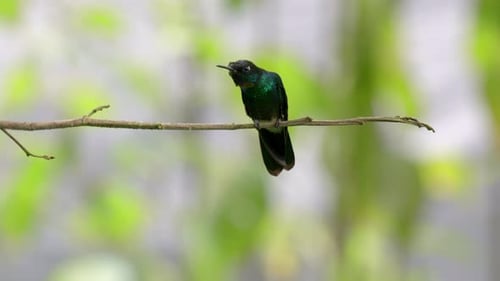 A beautiful iridescent hummingbird sits on a branch looking for danger in a forest in Ecuador, South