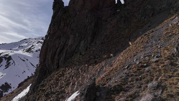West Caucasian Turs Navigating Rocky Mountain Ridges in Russia, Nature ...
