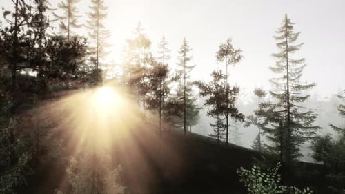 Sunlight Streaming Through a Dense Forest