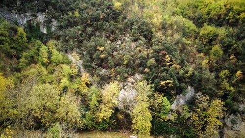 Drohnenaufnahmen eines Herbstwaldes