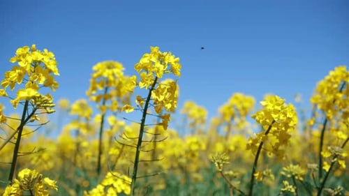 Ein riesiges Feld blühender Rapssamen, die sich im Wind wiegen, mit blauem Himmelshintergrund