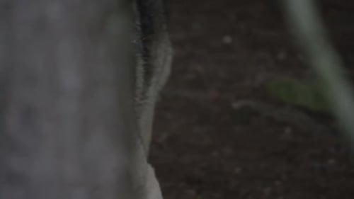Canadian Wildlife - Wolf walking between trees slow motion