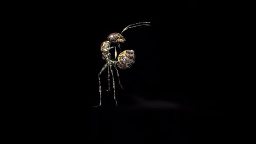 Zombie Ant Acid Focus 2
