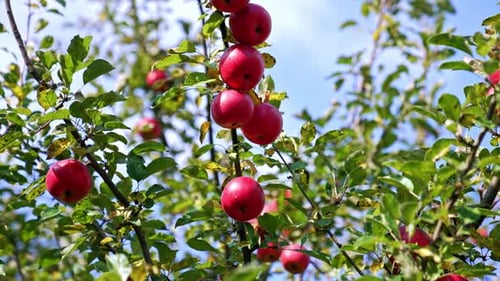 Beautiful red ripe apples growing on the tree. Apple orchard on the harvest season on sunny day.