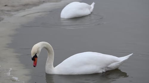 Pair of Mute Swans Forage for Food in Open Water on Frozen Lake in Norway