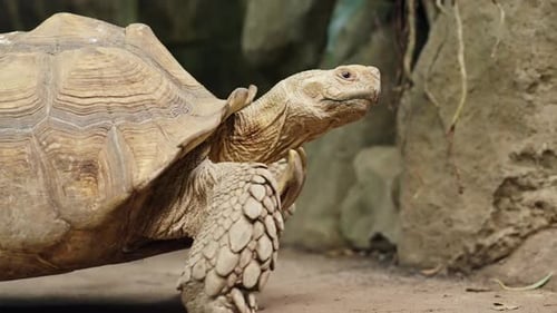 Turtle Walking By Jungle Rocks