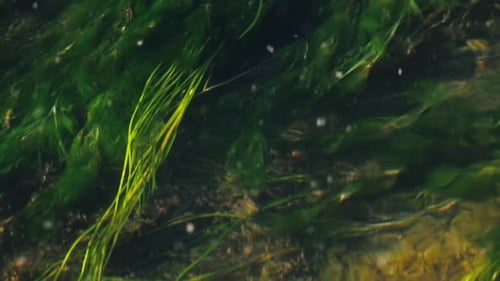 Sommerfluss. Oberfläche des Flusses mit Gras, das im Bach schwingt