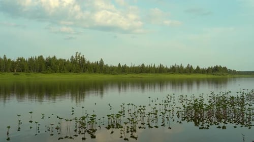 Grüne Seerosenblüten in einem See vor dem Hintergrund eines grünen Waldes