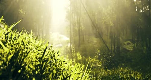 Sunlight Filtering Through Trees in a Lush Green Forest Landscape
