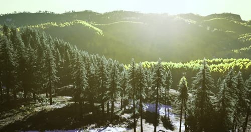 Sunlight Filters Through Lush Green Forest in a Serene Mountainous Landscape