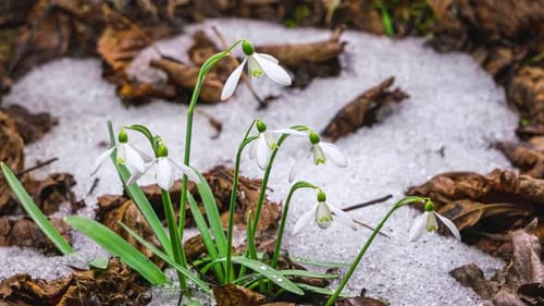 Gentle White Snowdrop Flowers Galanthus Bloom and Snow Melt Fast in Forest Spring Time Lapse