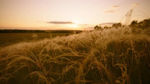 Closeup Wheat Spikelets on Field on Beautiful Nature Sunset Landscape on Sun Rays Grown Rich Harvest