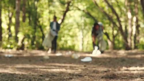 Volunteers Collect Litter in Sunny Green Forest
