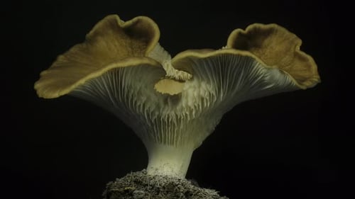 Mushroom Growing on a Black Background
