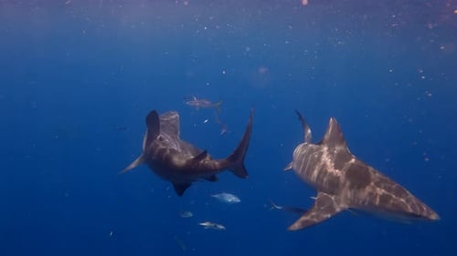 Two bull sharks in open ocean - one turns quickly around snaping at fish