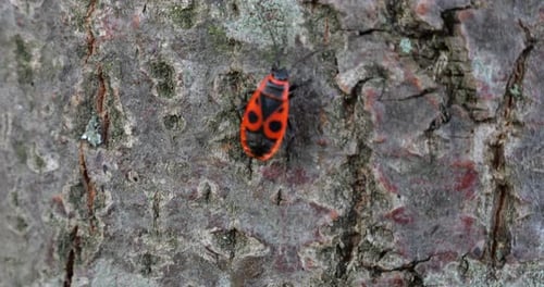 The firebug, Pyrrhocoris apterus, is a common insect of the family Pyrrhocoridae. Shooting macro.