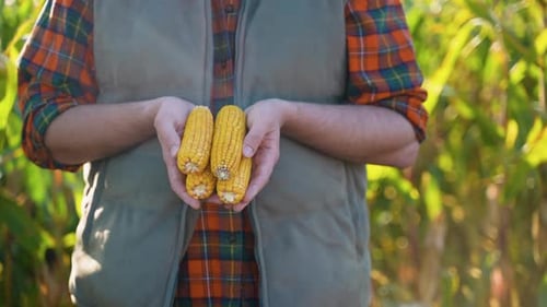 Farmer Holding Freshly Harvested Corn Cobs in a Sunny Field